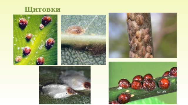 Щитовки   