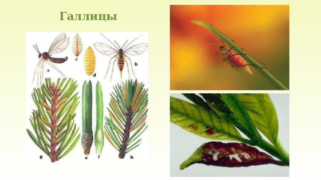 Галлицы   
