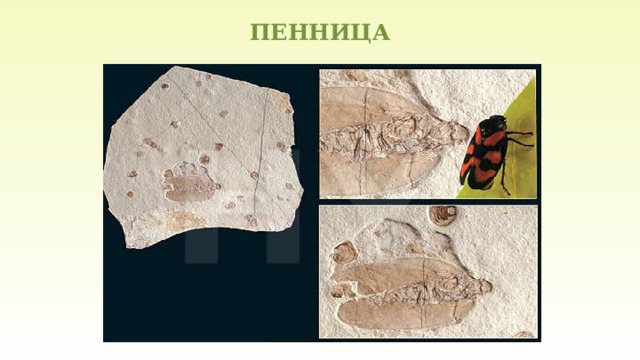ПЕННИЦА   