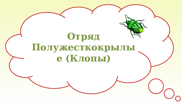 Отряд Полужесткокрылые (Клопы) 