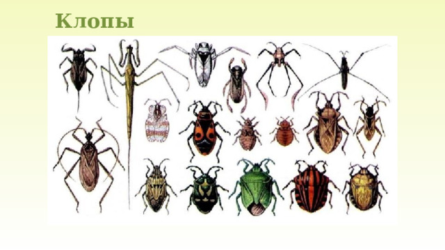 Клопы 