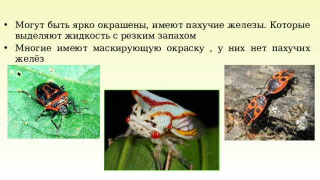 Их Могут быть ярко окрашены, имеют пахучие железы. Которые выделяют жидкость с резким запахом Многие имеют маскирующую окраску , у них нет пахучих желёз 