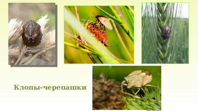 Клопы-черепашки 