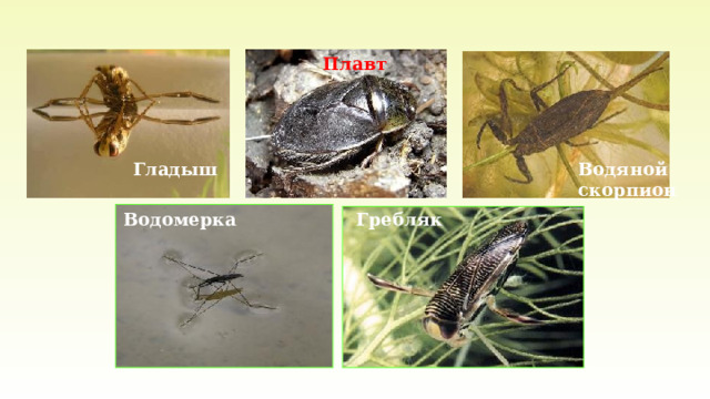 Плавт Водяной скорпион Гладыш  Гребляк Водомерка 