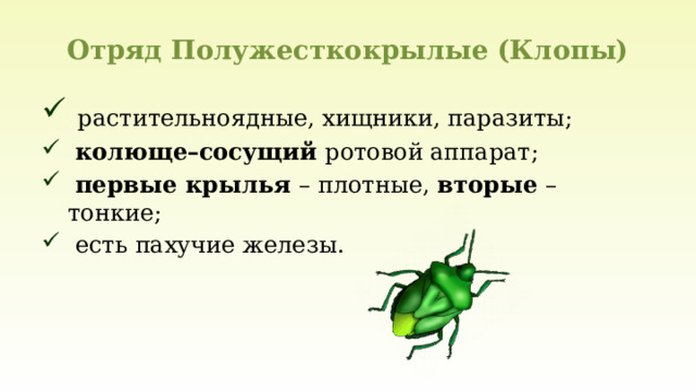 Отряд Полужесткокрылые (Клопы)  растительноядные, хищники, паразиты;  колюще–сосущий ротовой аппарат;  первые крылья – плотные, вторые – тонкие;  есть пахучие железы. 