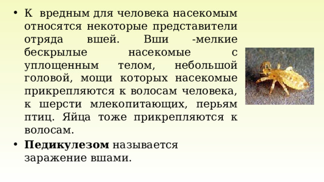К вредным для человека насекомым относятся некоторые представители отряда вшей. Вши -мелкие бескрылые насекомые с уплощенным телом, небольшой головой, мощи которых насекомые прикрепляются к волосам человека, к шерсти млекопитающих, перьям птиц. Яйца тоже прикрепляются к волосам. Педикулезом  называется заражение вшами. 