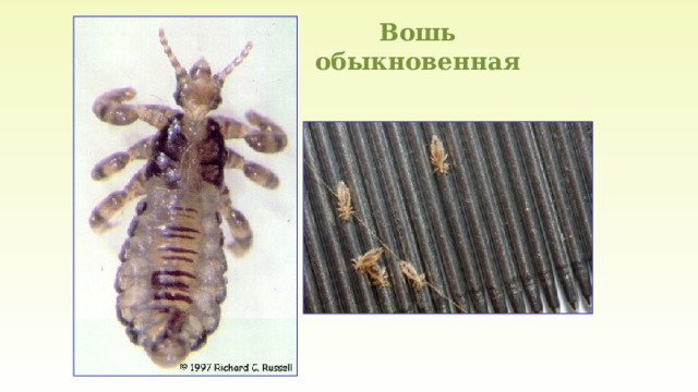 Вошь обыкновенная 