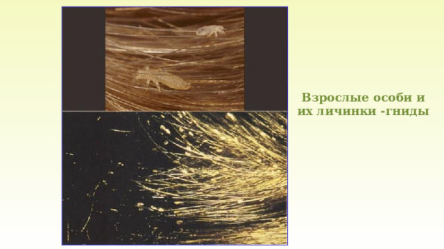 Взрослые особи и их личинки -гниды 