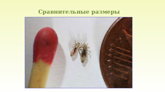 Сравнительные размеры 
