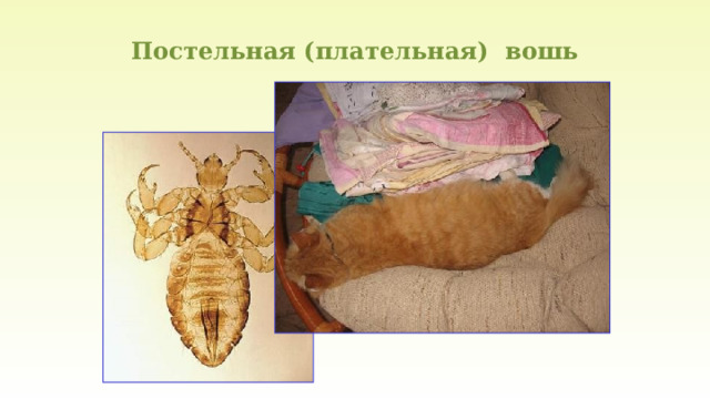 Постельная (плательная) вошь 