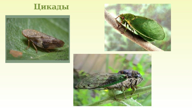 Цикады 