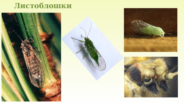 Листоблошки 
