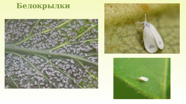 Белокрылки 