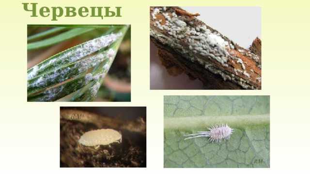 Червецы 