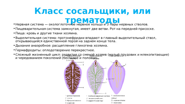 Класс сосальщики, или трематоды Нервная система — окологлоточное нервное кольцо и 3 пары нервных стволов. Пищеварительная система замкнутая, имеет две ветви. Рот на передней присоске. Пища: кровь и другие ткани хозяина. Выделительная система: протонефридии впадают в главный выделительный ствол, открывающийся единственной порой на заднем конце тела.  Дыхание анаэробное: расщепление гликогена хозяина. Гермафродиты: оплодотворение перекрестное. Сложный жизненный цикл: развитие со сменой хозяев (малый прудовик и млекопитающие) и чередованием поколений (бесполое и половое). 