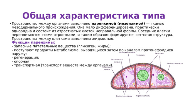 Общая характеристика типа Пространство между органами заполнено  паренхимой (мезенхимой)  — тканью мезодермального происхождения. Она мало дифференцирована, практически однородна и состоит из отростчатых клеток неправильной формы. Соседние клетки переплетаются этими отростками, и таким образом формируется сетчатая структура. Пространства между клетками заполнены жидкостью.  Функции паренхимы:  - запасные питательные вещества (гликоген, жиры);  - поступают продукты метаболизма, выводящиеся затем по каналам протонефридиев наружу;    - регенерация;  - опорная;  - транспортная (транспорт веществ между органами). 