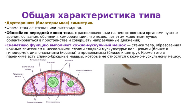 Общая характеристика типа Двусторонняя (билатеральная) симметрия.  Форма тела ленточная или листовидная. Обособлен передний конец тела , с расположенными на нем основными органами чувств: зрения, осязания, обоняния, хеморецепции, что позволяет этим животным лучше ориентироваться в пространстве и совершать направленные движения; Скелетную функцию выполняет кожно-мускульный мешок — стенка тела, образованная кожным эпителием и несколькими слоями гладкой мускулатуры: кольцевыми (ближе к гиподерме), диагональными (косыми) и продольными (ближе к центру). Кроме того в паренхиме есть спинно-брюшные мышцы, которые не относятся к кожно-мускульному мешку. 