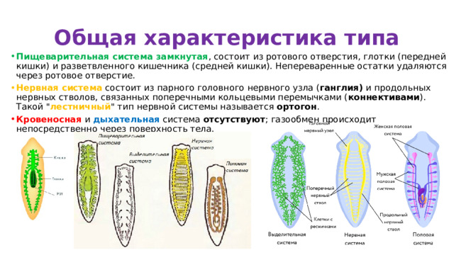 Общая характеристика типа Пищеварительная система замкнутая , состоит из ротового отверстия, глотки (передней кишки) и разветвленного кишечника (средней кишки). Непереваренные остатки удаляются через ротовое отверстие. Нервная система состоит из парного головного нервного узла ( ганглия)  и продольных нервных стволов, связанных поперечными кольцевыми перемычками ( коннективами ). Такой 