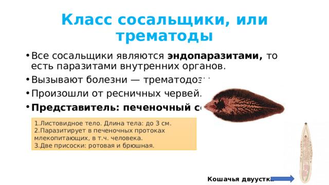 Класс сосальщики, или трематоды Все сосальщики являются  эндопаразитами,  то есть паразитами внутренних органов. Вызывают болезни — трематодозы. Произошли от ресничных червей. Представитель: печеночный сосальщик. Листовидное тело. Длина тела: до 3 см. Паразитирует в печеночных протоках млекопитающих, в т.ч. человека. Две присоски: ротовая и брюшная. Кошачья двуустка 