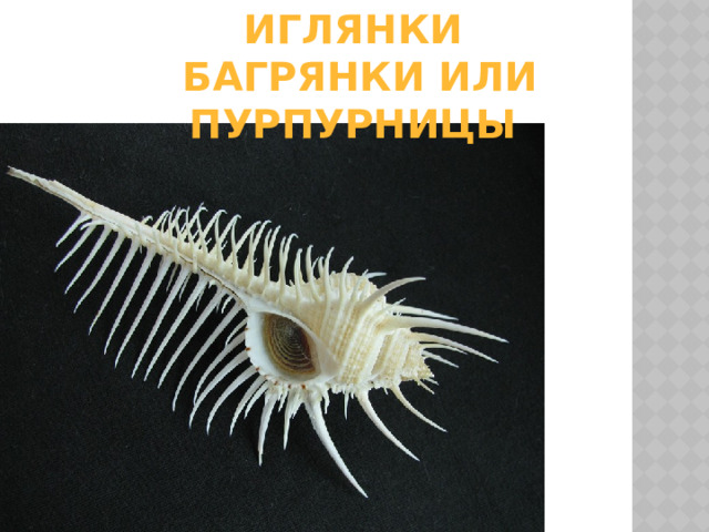 Иглянки  багрянки или пурпурницы 