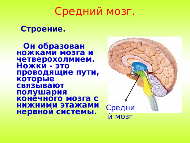 Средний мозг.  Строение.   Он образован ножками мозга и четверохолмием. Ножки - это проводящие пути, которые связывают полушария конечного мозга с нижними этажами нервной системы.   Средний мозг 