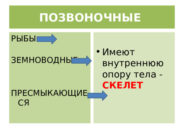 ПОЗВОНОЧНЫЕ РЫБЫ Имеют внутреннюю опору тела - СКЕЛЕТ  ЗЕМНОВОДНЫЕ ПРЕСМЫКАЮЩИЕСЯ 