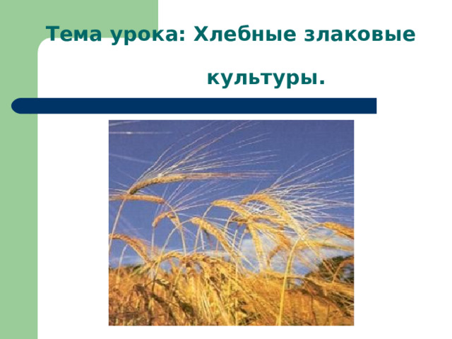 Тема урока: Хлебные злаковые  культуры. 