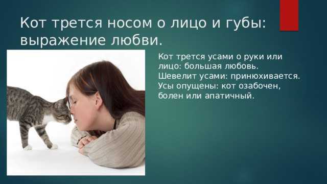 Кот трется носом о лицо и губы: выражение любви.   Кот трется усами о руки или лицо: большая любовь. Шевелит усами: принюхивается. Усы опущены: кот озабочен, болен или апатичный. 