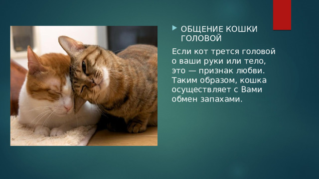 ОБЩЕНИЕ КОШКИ ГОЛОВОЙ Если кот трется головой о ваши руки или тело, это — признак любви. Таким образом, кошка осуществляет с Вами обмен запахами. 