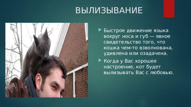 ВЫЛИЗЫВАНИЕ Быстрое движение языка вокруг носа и губ — явное свидетельство того, что кошка чем-то взволнована, удивлена или озадачена. Когда у Вас хорошее настроение, кот будет вылизывать Вас с любовью. 