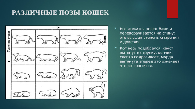 Различные позы кошек   Кот ложится перед Вами и переворачивается на спину: это высшая степень смирения и доверия. Кот весь подобрался, хвост вытянут в струнку, кончик слегка подрагивает, морда вытянута вперед это означает что он охотится. 
