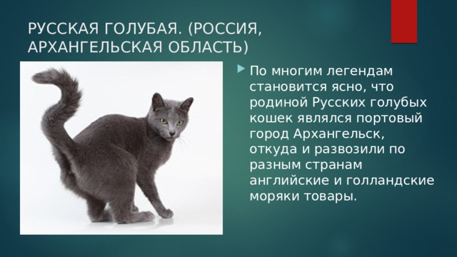 РУССКАЯ ГОЛУБАЯ. (РОССИЯ, АРХАНГЕЛЬСКАЯ ОБЛАСТЬ) По многим легендам становится ясно, что родиной Русских голубых кошек являлся портовый город Архангельск, откуда и развозили по разным странам английские и голландские моряки товары. 