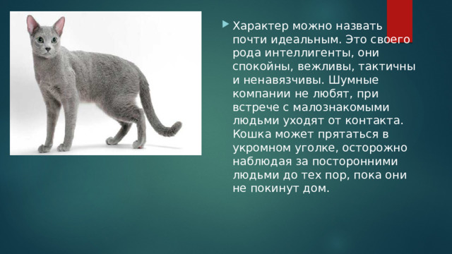 Характер можно назвать почти идеальным. Это своего рода интеллигенты, они спокойны, вежливы, тактичны и ненавязчивы. Шумные компании не любят, при встрече с малознакомыми людьми уходят от контакта. Кошка может прятаться в укромном уголке, осторожно наблюдая за посторонними людьми до тех пор, пока они не покинут дом. Характер можно назвать почти идеальным. Это своего рода интеллигенты, они спокойны, вежливы, тактичны и ненавязчивы. Шумные компании не любят, при встрече с малознакомыми людьми уходят от контакта. Кошка может прятаться в укромном уголке, осторожно наблюдая за посторонними людьми до тех пор, пока они не покинут дом. 