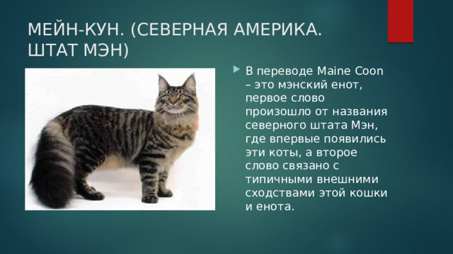 МЕЙН-КУН. (СЕВЕРНАЯ АМЕРИКА. ШТАТ МЭН) В переводе Maine Coon – это мэнский енот, первое слово произошло от названия северного штата Мэн, где впервые появились эти коты, а второе слово связано с типичными внешними сходствами этой кошки и енота. 