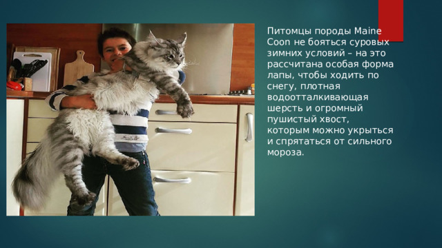 Питомцы породы Maine Coon не бояться суровых зимних условий – на это рассчитана особая форма лапы, чтобы ходить по снегу, плотная водоотталкивающая шерсть и огромный пушистый хвост, которым можно укрыться и спрятаться от сильного мороза. 