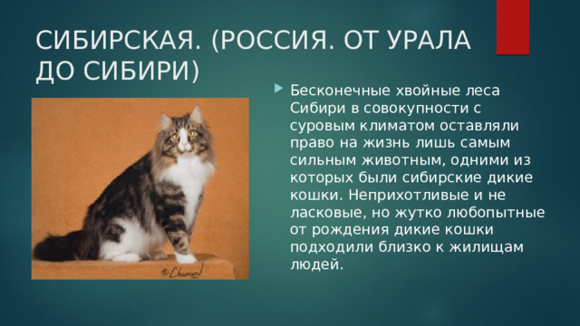 СИБИРСКАЯ. (РОССИЯ. ОТ УРАЛА ДО СИБИРИ) Бесконечные хвойные леса Сибири в совокупности с суровым климатом оставляли право на жизнь лишь самым сильным животным, одними из которых были сибирские дикие кошки. Неприхотливые и не ласковые, но жутко любопытные от рождения дикие кошки подходили близко к жилищам людей. 