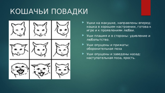 КОШАЧЬИ ПОВАДКИ Ушки на макушке, направлены вперед: кошка в хорошем настроении, готова к игре и к проявлениям любви. Уши плашмя и в стороны: удивление и любопытство. Уши опущены и прижаты: оборонительная поза Уши опущены и заведены назад: наступательная поза, ярость. 