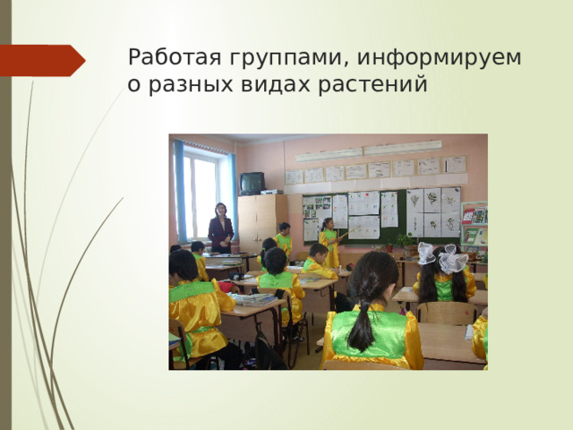 Работая группами, информируем о разных видах растений 