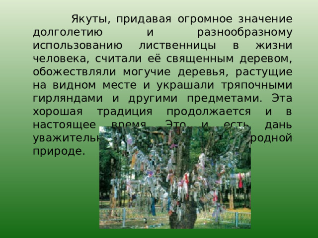  Якуты, придавая огромное значение долголетию и разнообразному использованию лиственницы в жизни человека, считали её священным деревом, обожествляли могучие деревья, растущие на видном месте и украшали тряпочными гирляндами и другими предметами. Эта хорошая традиция продолжается и в настоящее время. Это и есть дань уважительного отношения народа к родной природе. 