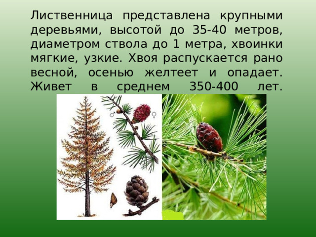 Лиственница представлена крупными деревьями, высотой до 35-40 метров, диаметром ствола до 1 метра, хвоинки мягкие, узкие. Хвоя распускается рано весной, осенью желтеет и опадает. Живет в среднем 350-400 лет.   