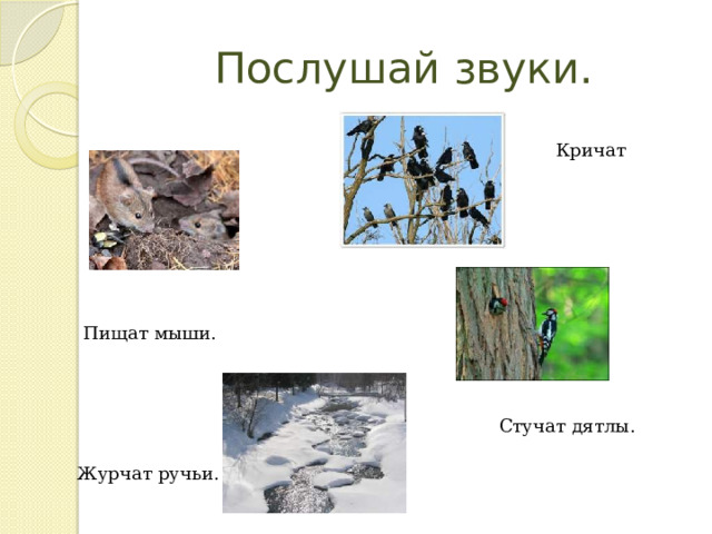 Послушай звуки.  Кричат грачи.  Пищат мыши.  Стучат дятлы. Журчат ручьи. 