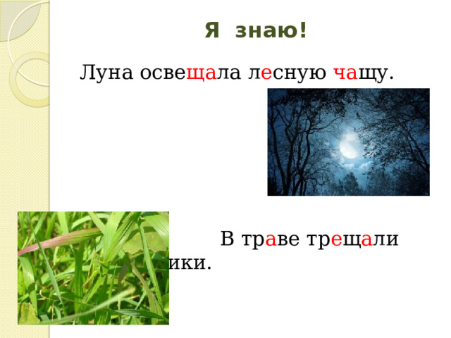 Я знаю!   Луна осве ща ла л е сную ча щу.  В тр а ве тр е щ а ли кузнечики. 