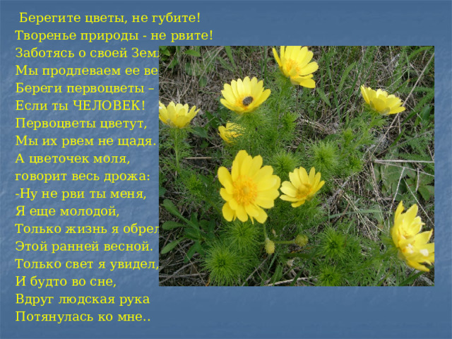  Берегите цветы, не губите! Творенье природы - не рвите! Заботясь о своей Земле – Мы продлеваем ее век. Береги первоцветы – Если ты ЧЕЛОВЕК! Первоцветы цветут, Мы их рвем не щадя. А цветочек моля, говорит весь дрожа: -Ну не рви ты меня, Я еще молодой, Только жизнь я обрел Этой ранней весной. Только свет я увидел, И будто во сне, Вдруг людская рука Потянулась ко мне.. 
