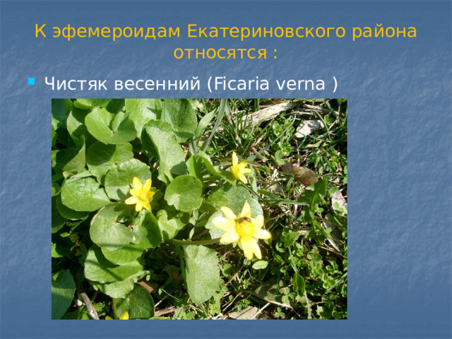 К эфемероидам Екатериновского района относятся : Чистяк весенний (Ficaria verna ) 