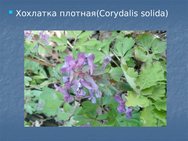 Хохлатка плотная(Corydalis solida) 