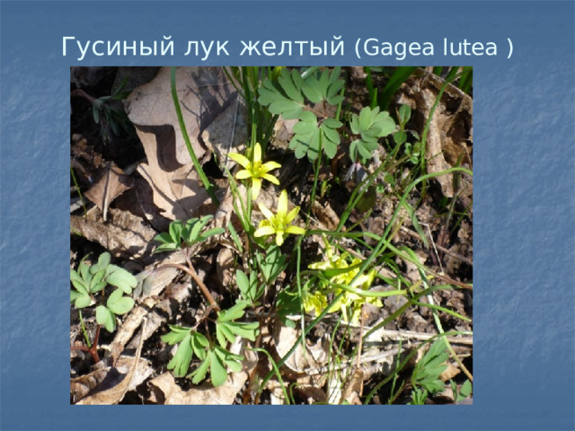 Гусиный лук желтый (Gagea lutea ) 