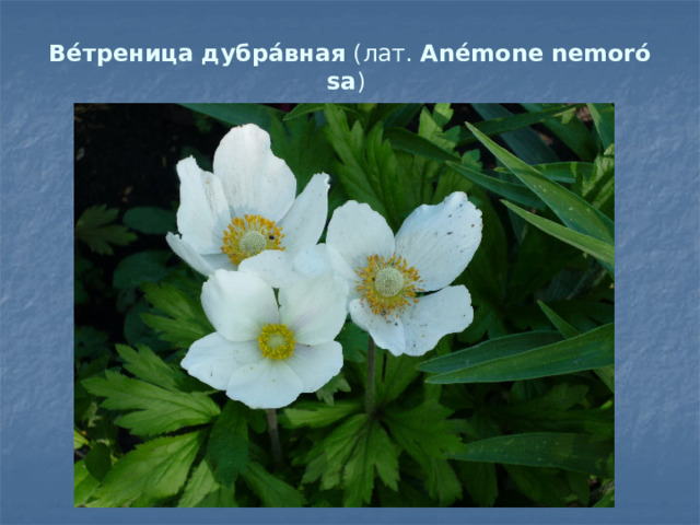 Ве́треница   дубра́вная  (лат.  Anémone   nemorósa )  