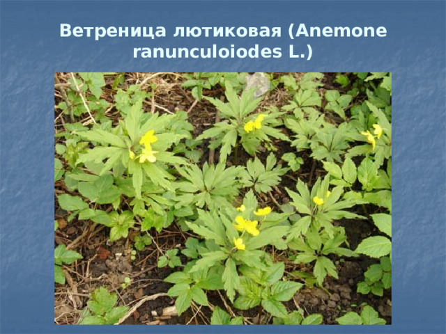 Ветреница лютиковая (Anemone ranunculoiodes L.) 