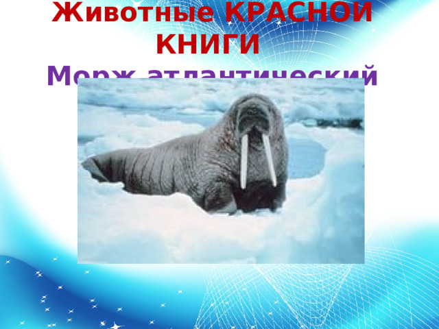 Животные КРАСНОЙ КНИГИ  Морж атлантический 