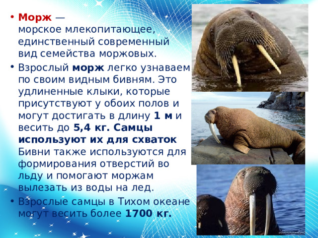 Морж  — морское млекопитающее, единственный современный вид семейства моржовых.  Взрослый морж легко узнаваем по своим видным бивням. Это удлиненные клыки, которые присутствуют у обоих полов и могут достигать в длину 1 м и весить до 5,4 кг. Самцы используют их для схваток  Бивни также используются для формирования отверстий во льду и помогают моржам вылезать из воды на лед. Взрослые самцы в Тихом океане могут весить более 1700 кг. 